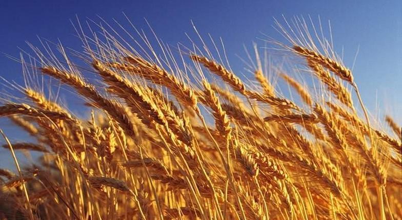 Хлеборобы полностью обеспечили страну пшеницей