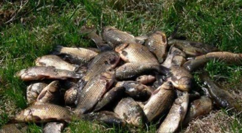 Служба рыбоохраны потребует ужесточения санкций против браконьеров
