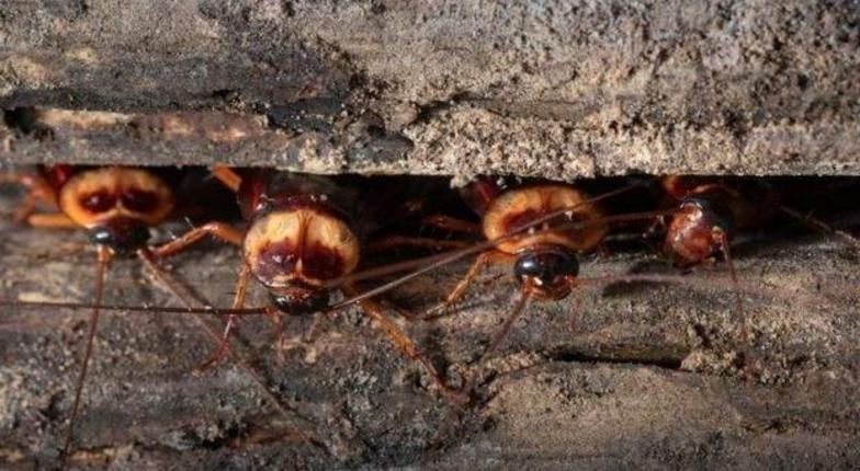 Чубашенко: Разбежавшиеся плахотнюковские `тараканы` затаились и ждут, начнут ли их травить