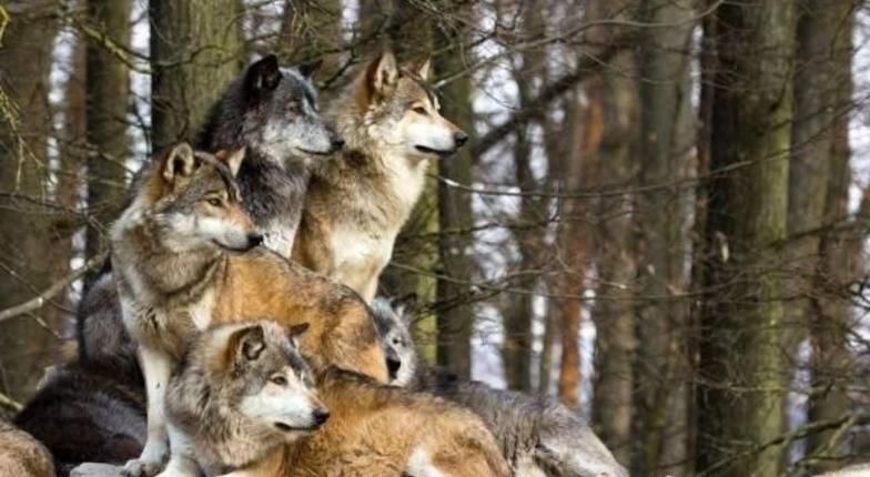 Волки держат в страхе целое село в Каларашском районе