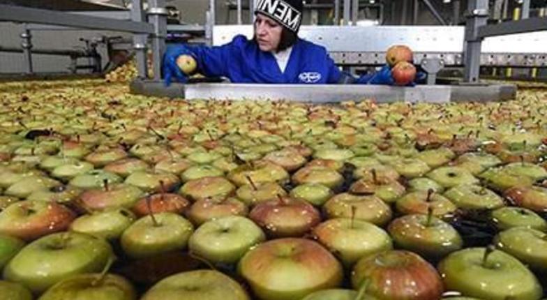 Россельхозназдор частично снимает запрет на поставку молдавских яблок