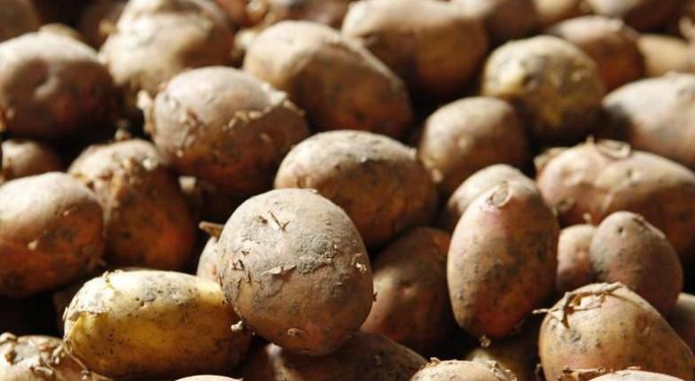 Экспорт белорусского картофеля в Молдову вырос более чем в 300 раз