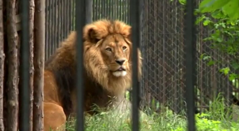 Погибли все три льва в столичном Зоопарке